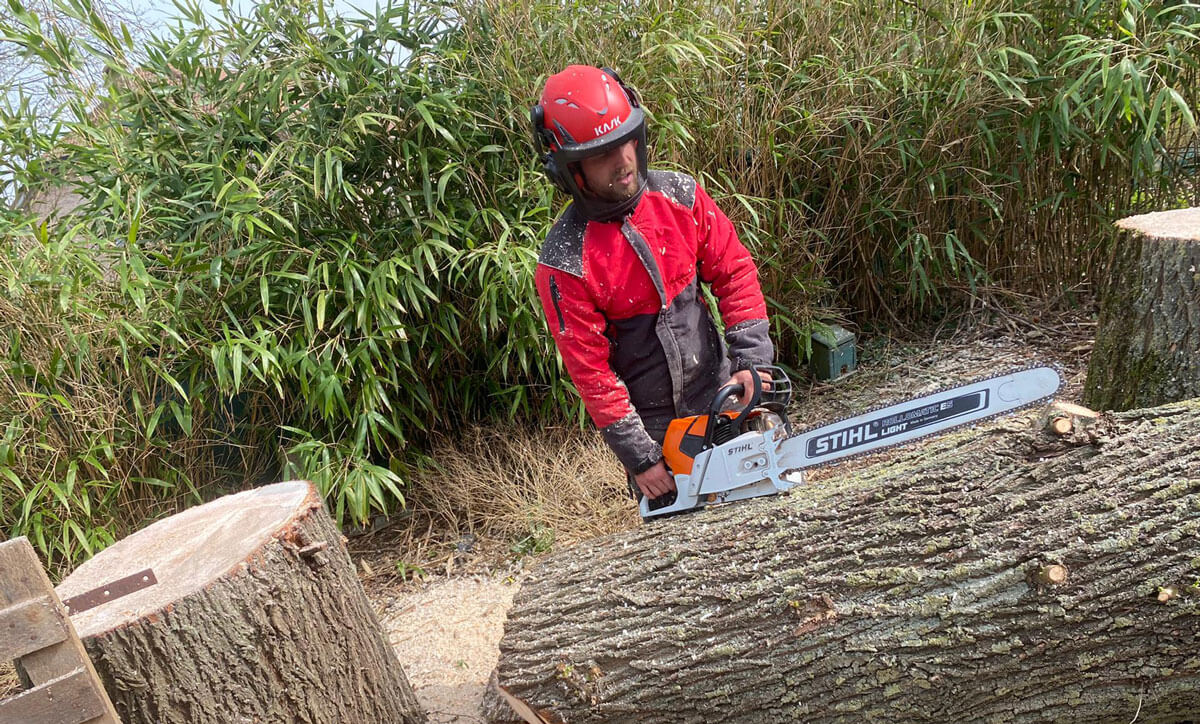 Bomen snoeien en vellen